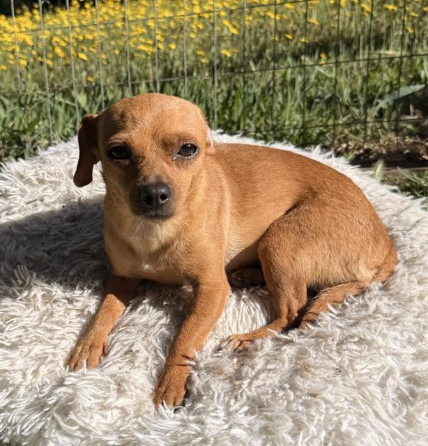 Enlarge Little Red Riding Hood, a ADOPTABLE mixed breed in Santa Rosa, CA image 2/6