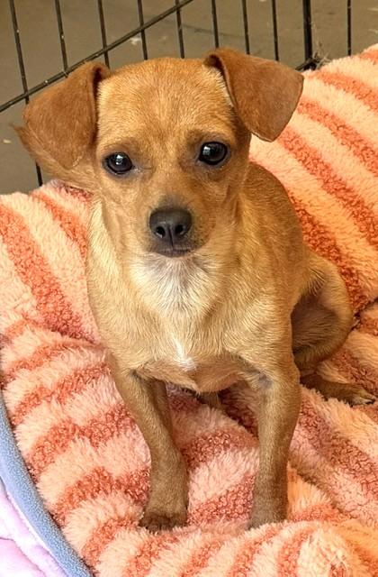 Little Red Riding Hood, ADOPTABLE, Adult Female Chihuahua.