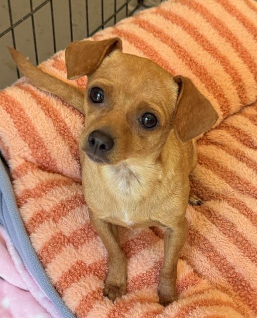Enlarge Little Red Riding Hood, a ADOPTABLE mixed breed in Santa Rosa, CA image 5/6