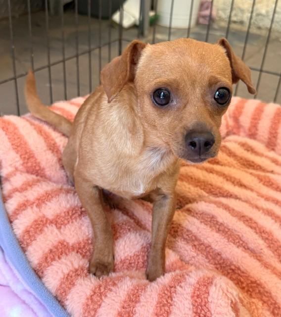 Enlarge Little Red Riding Hood, a ADOPTABLE mixed breed in Santa Rosa, CA image 3/6