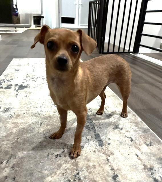 Enlarge Little Red Riding Hood, a ADOPTABLE mixed breed in Santa Rosa, CA image 4/6