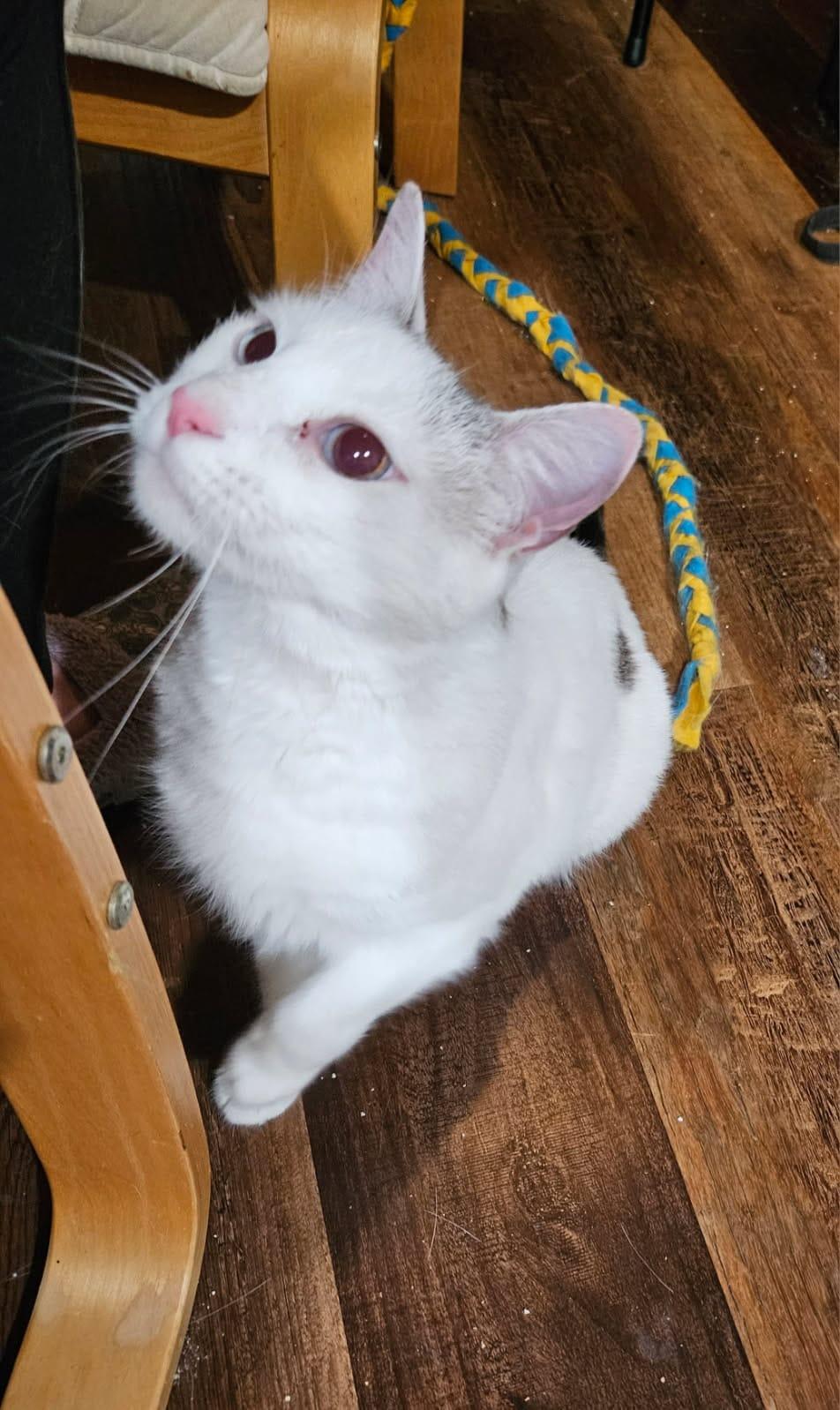 Snowberry, a Adoptable Domestic Short Hair in Nottingham, MD image 1/3
