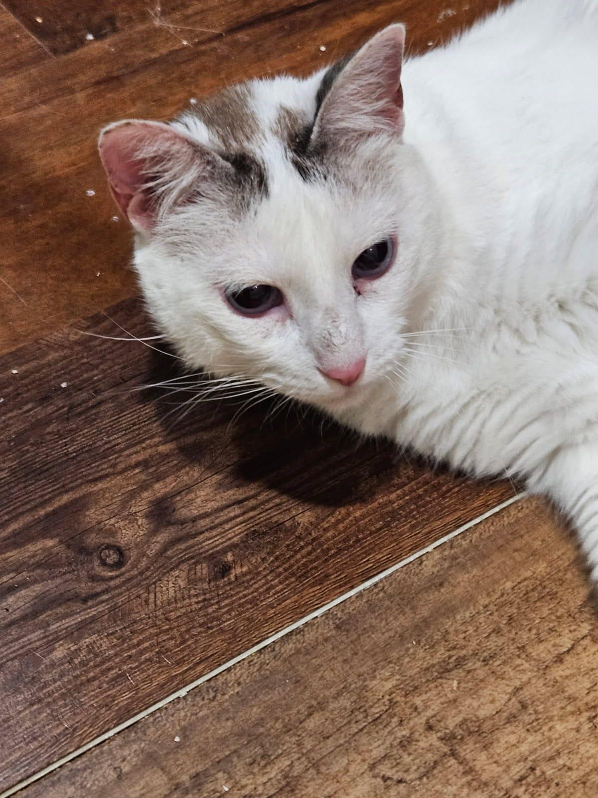 Snowberry, a Adoptable Domestic Short Hair in Nottingham, MD image 2/3