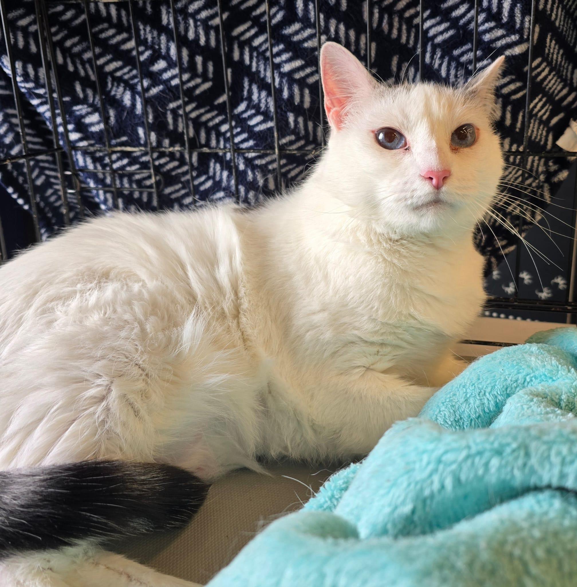 Snowberry, Adoptable, Adult Female Domestic Short Hair.