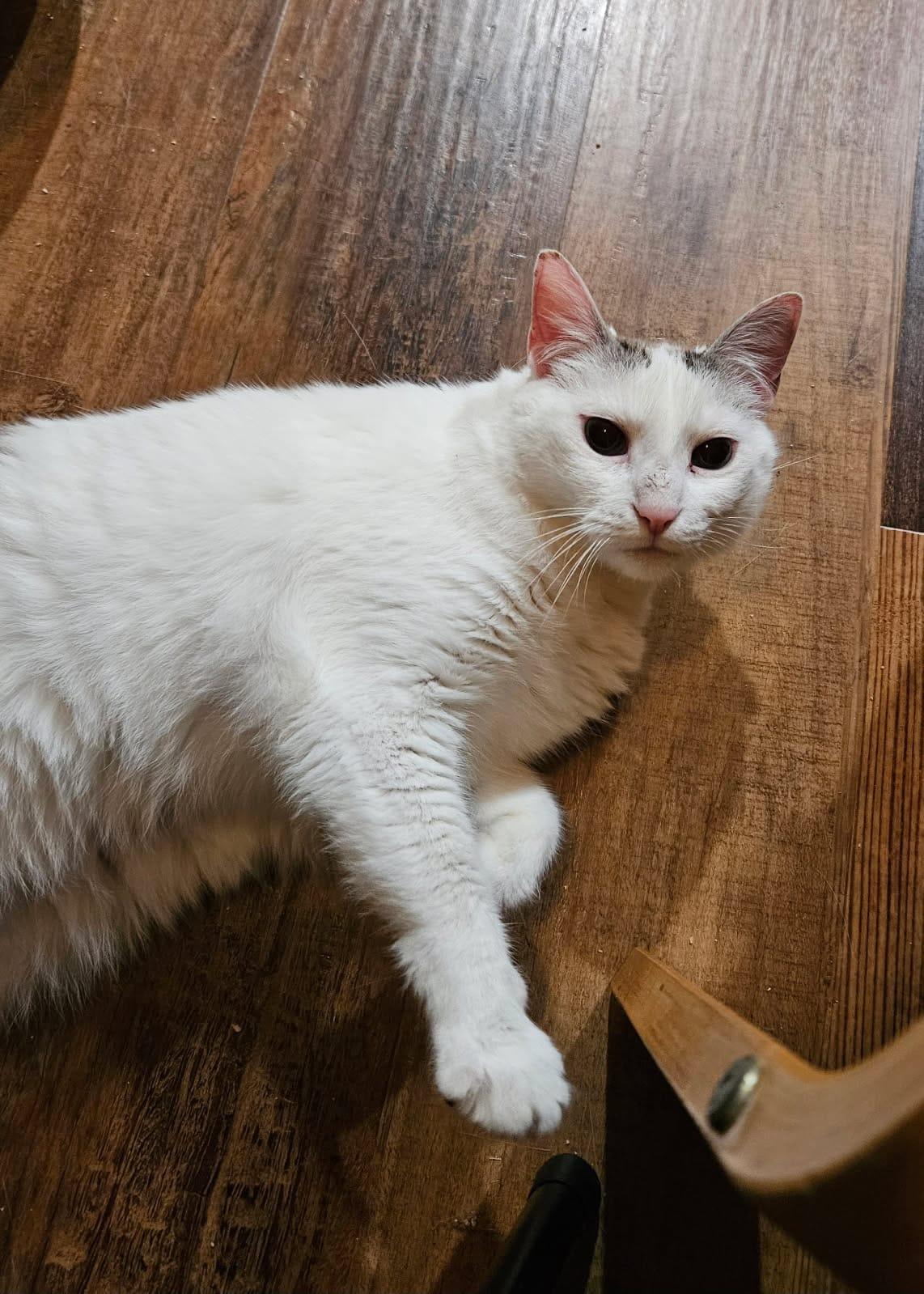 Snowberry, a Adoptable Domestic Short Hair in Nottingham, MD image 3/3