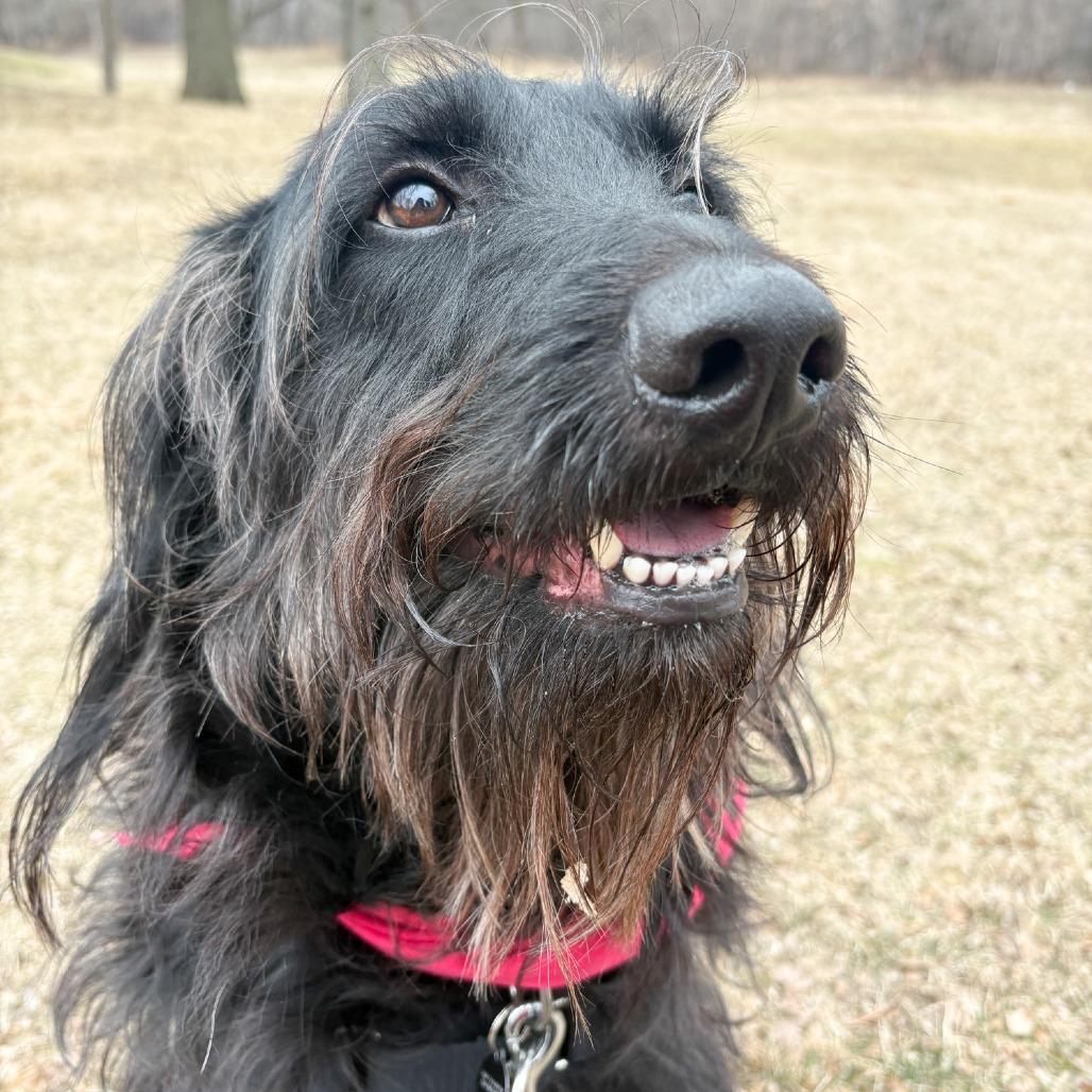 Cooper, Adoptable, Adult Male Black Labrador Retriever & Poodle.