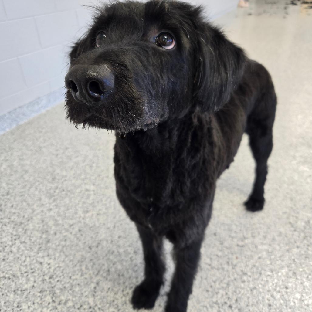 Enlarge Cooper, a Adoptable mixed breed in Fort Wayne, IN image 2/6