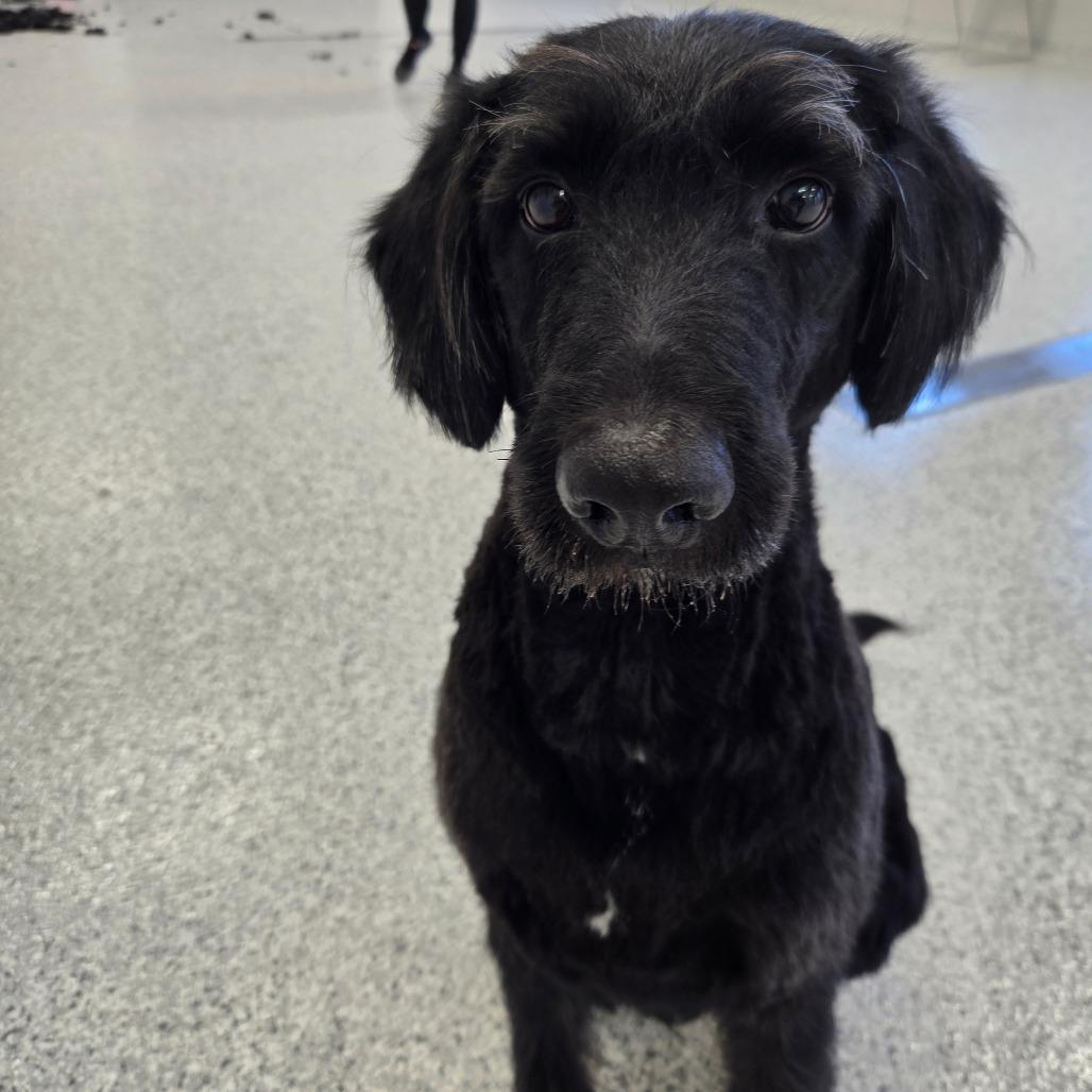 Enlarge Cooper, a Adoptable mixed breed in Fort Wayne, IN image 3/6