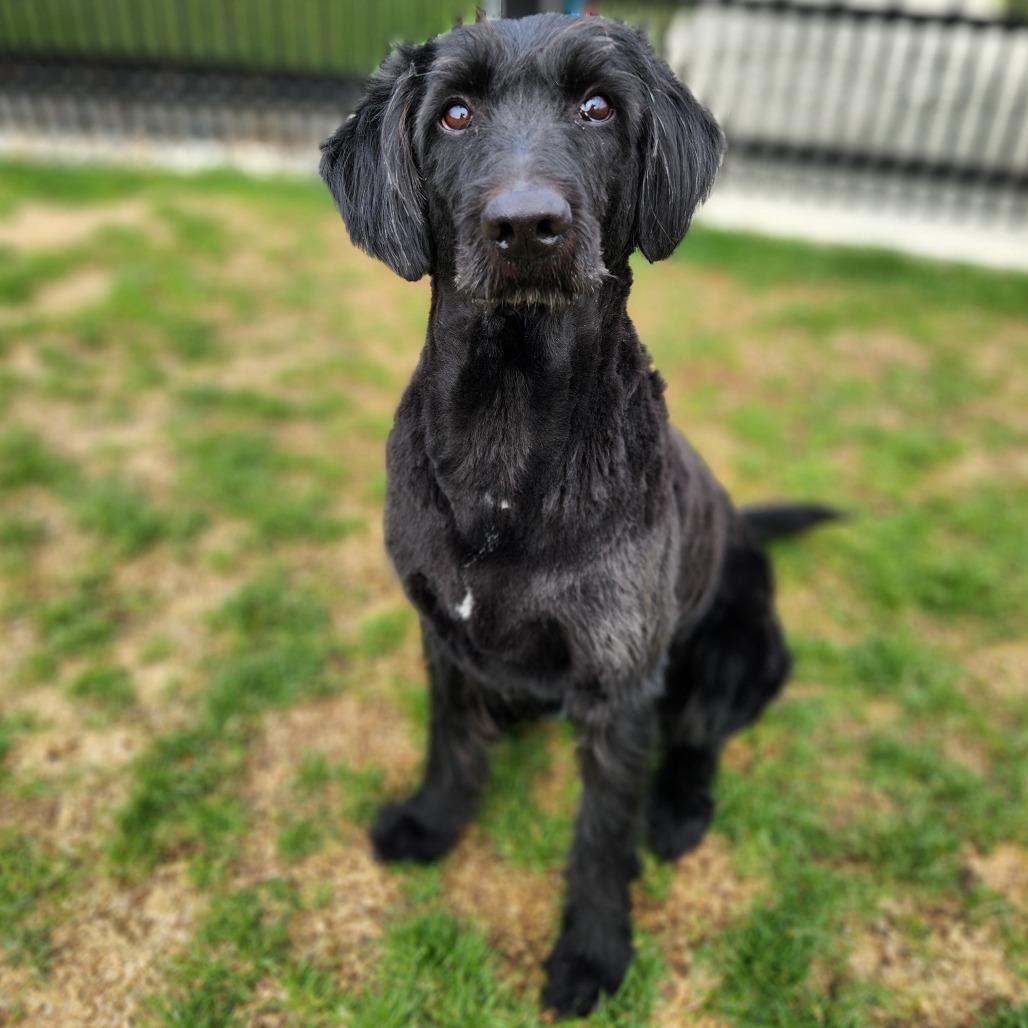Enlarge Cooper, a Adoptable mixed breed in Fort Wayne, IN image 4/6