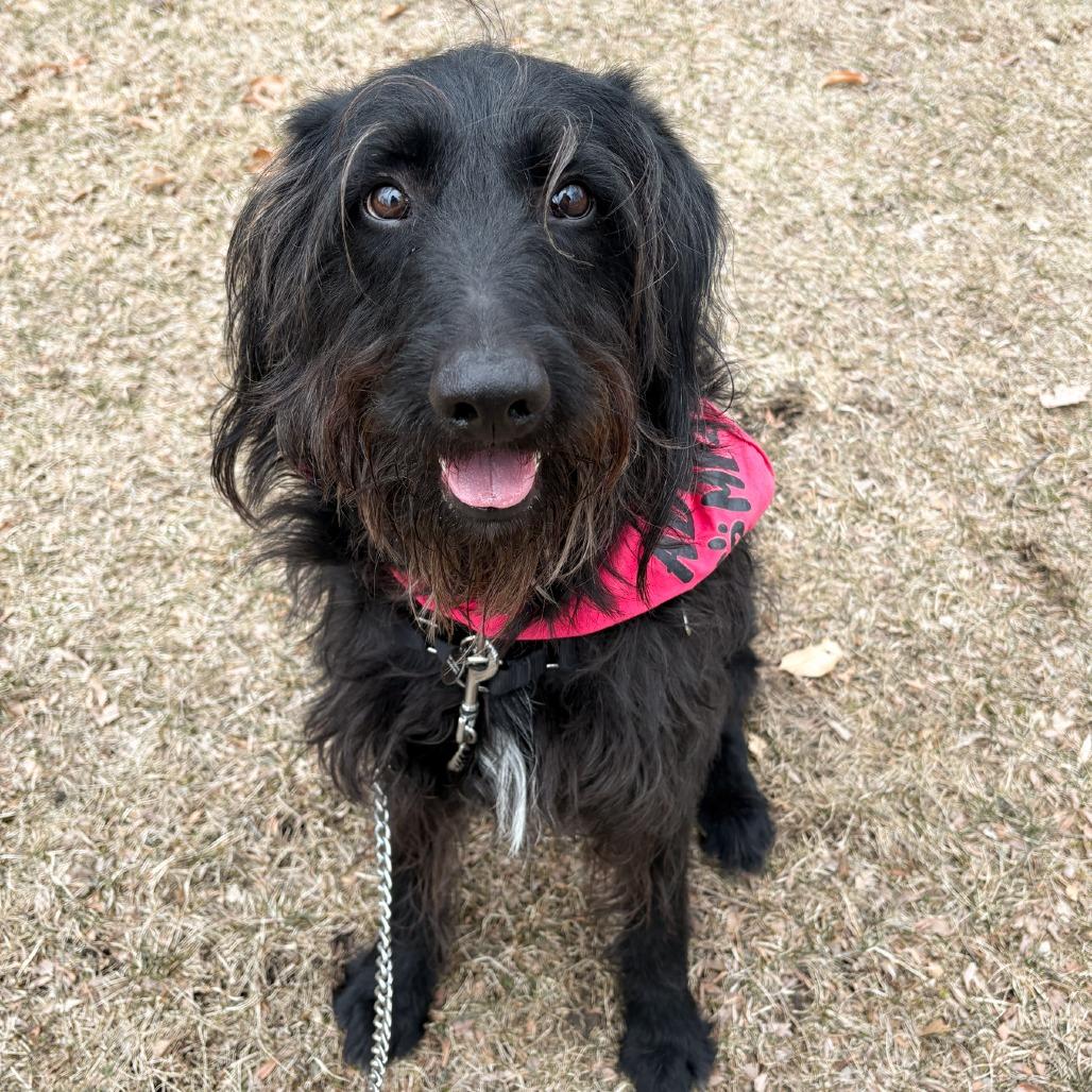 Enlarge Cooper, a Adoptable mixed breed in Fort Wayne, IN image 5/6
