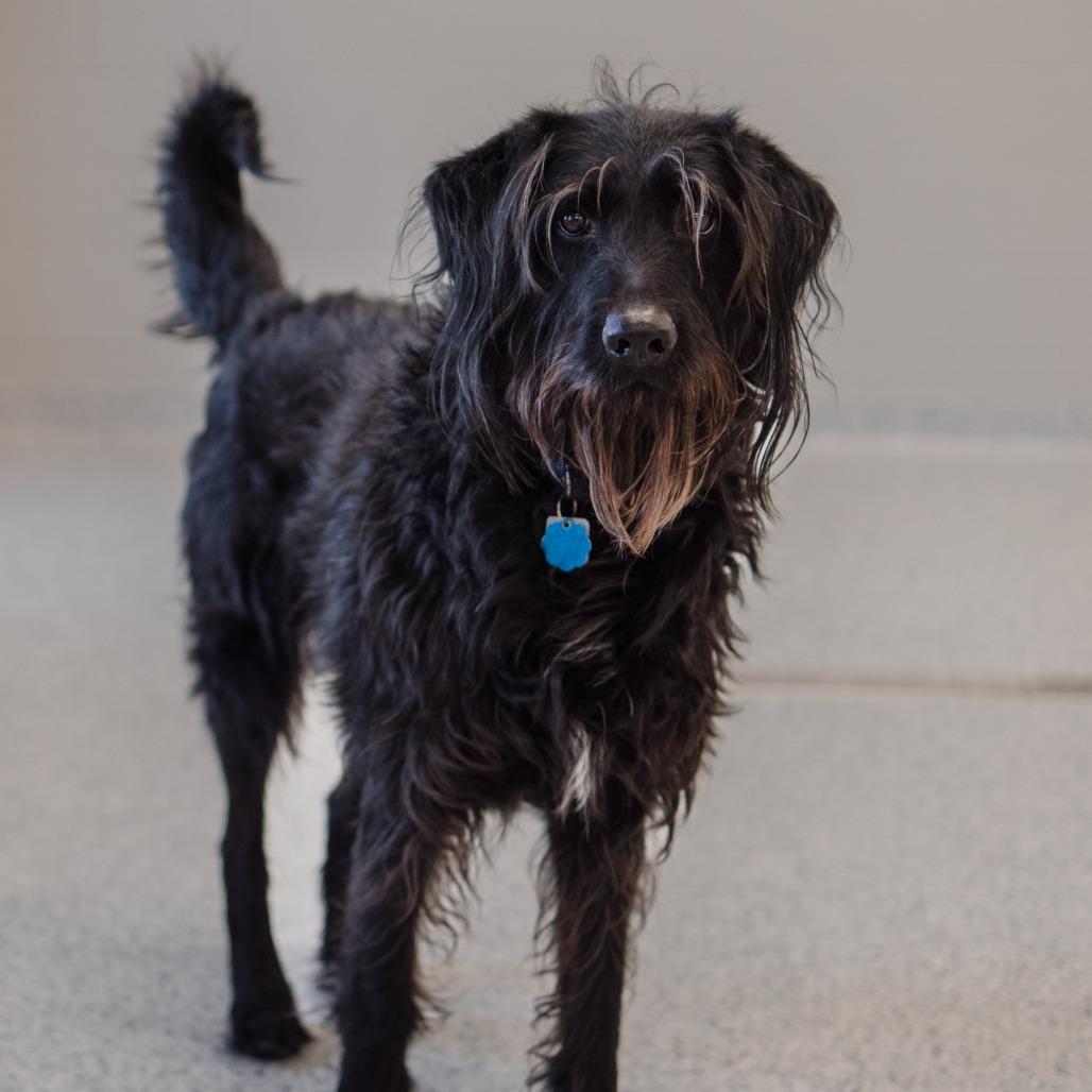 Cooper, Adoptable, Adult Male Black Labrador Retriever & Poodle.