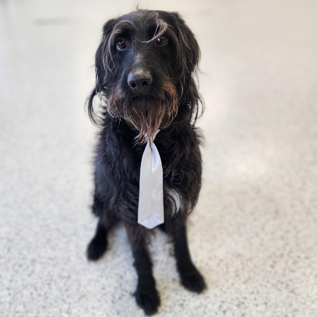 Enlarge Cooper, a Adoptable mixed breed in Fort Wayne, IN image 2/6