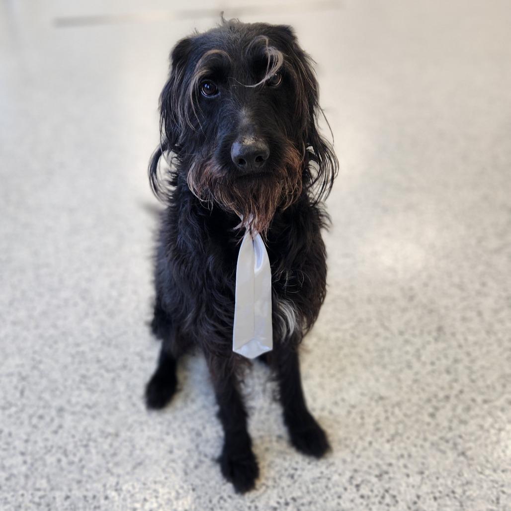 Enlarge Cooper, a Adoptable mixed breed in Fort Wayne, IN image 3/6