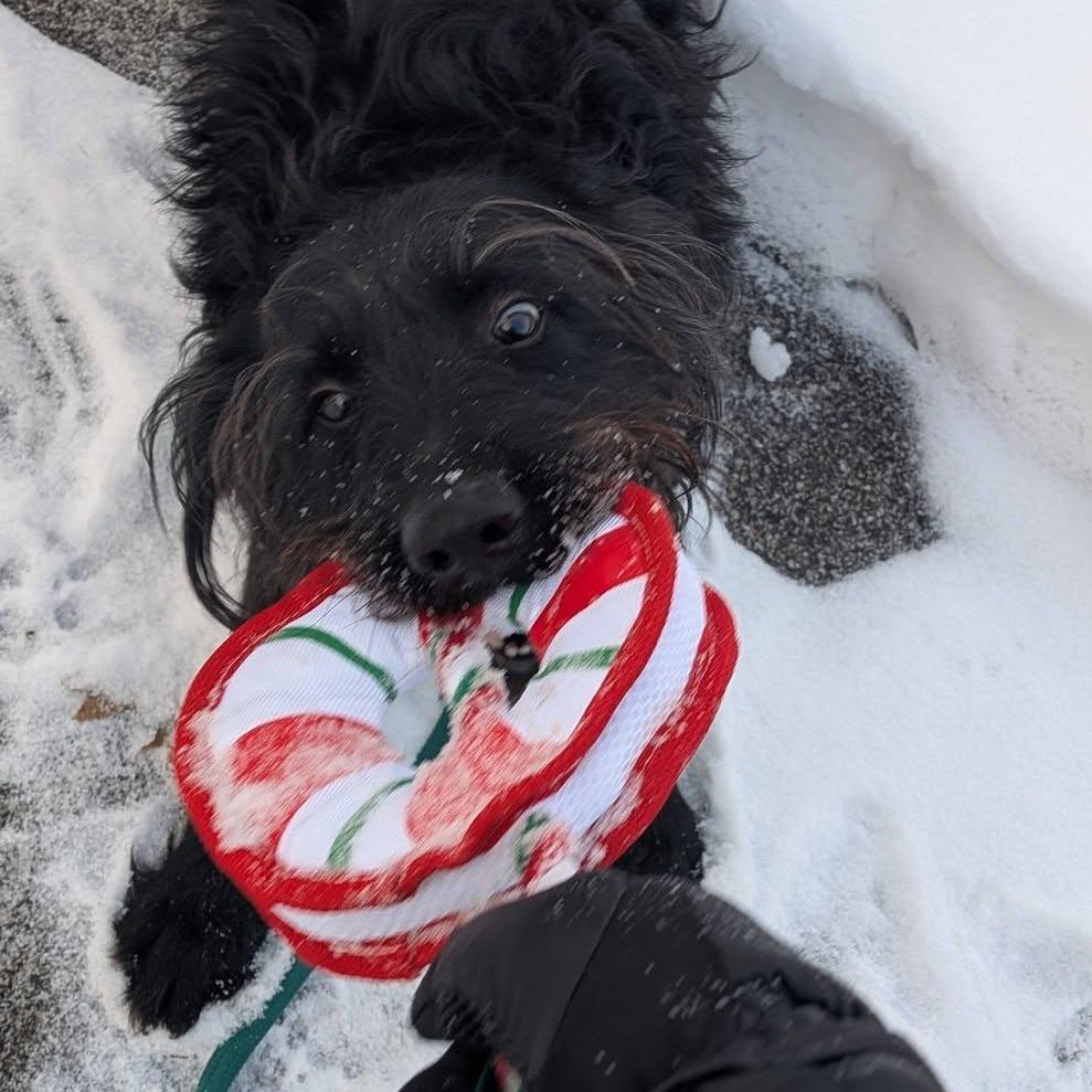 Enlarge Cooper, a Adoptable mixed breed in Fort Wayne, IN image 6/6