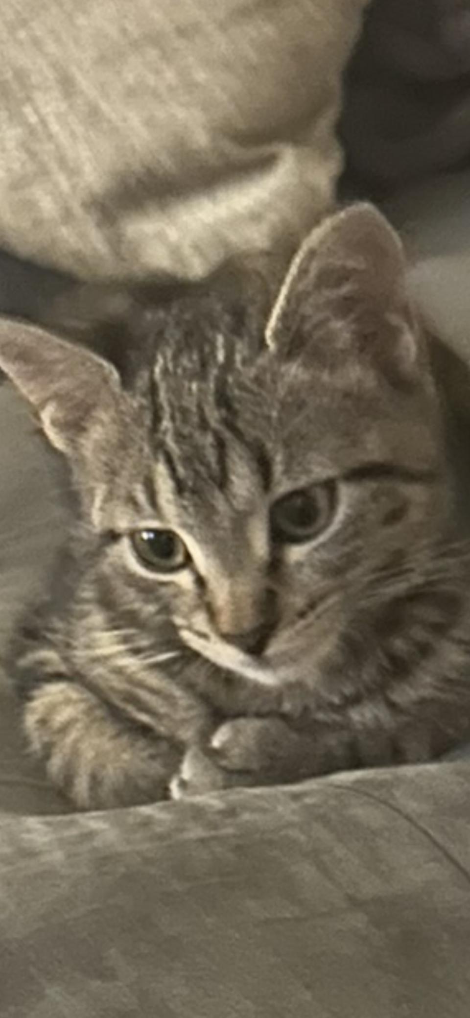 Zuzu, Adoptable, Young Female Domestic Short Hair.