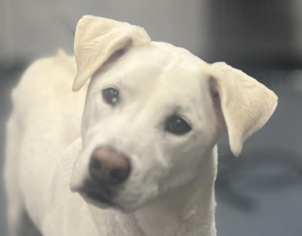 Colt, Adoptable, Senior Male Shepherd & Coonhound.