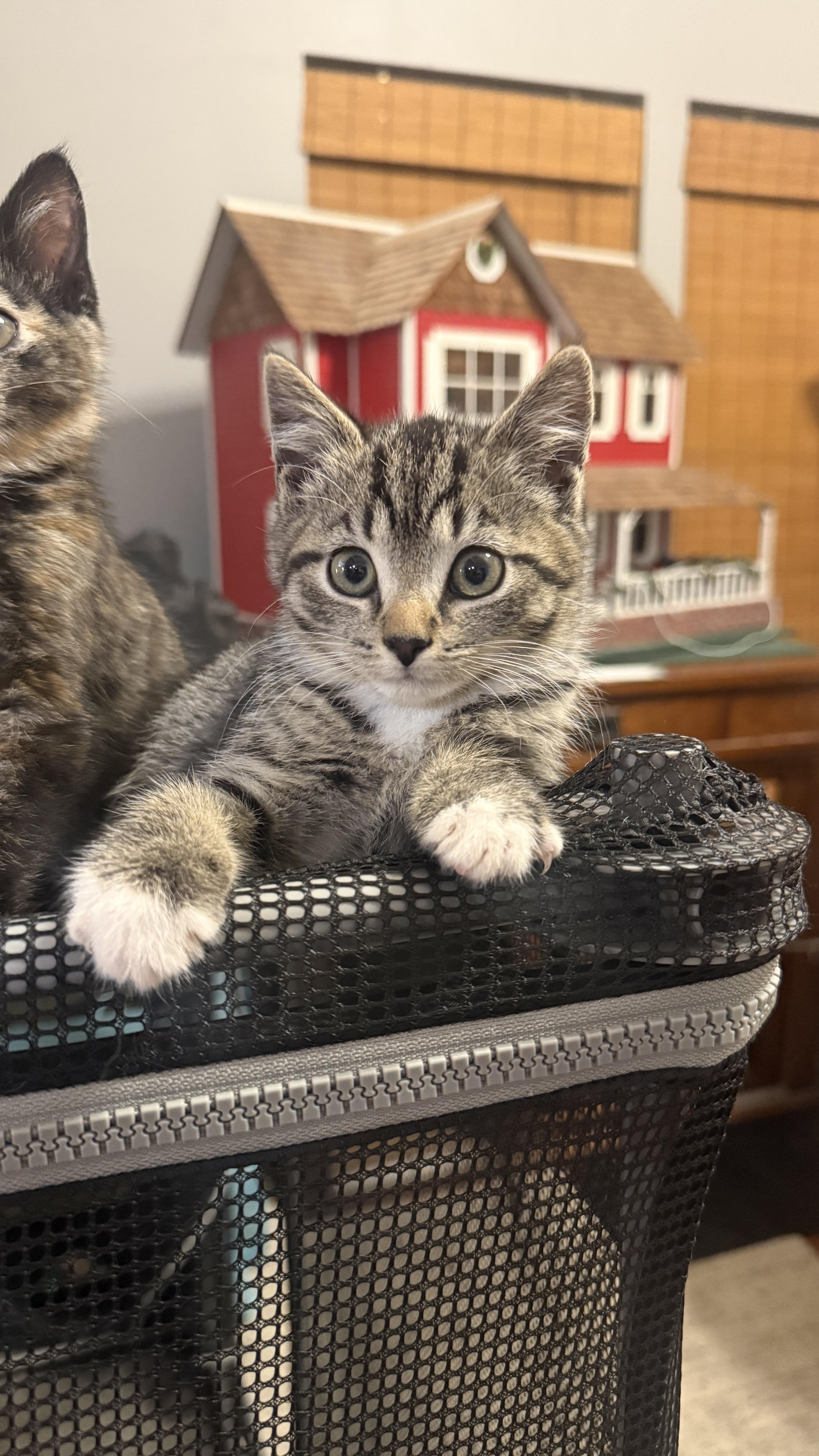 Zeus, a ADOPTABLE Domestic Short Hair in Waxhaw, NC image 1/4