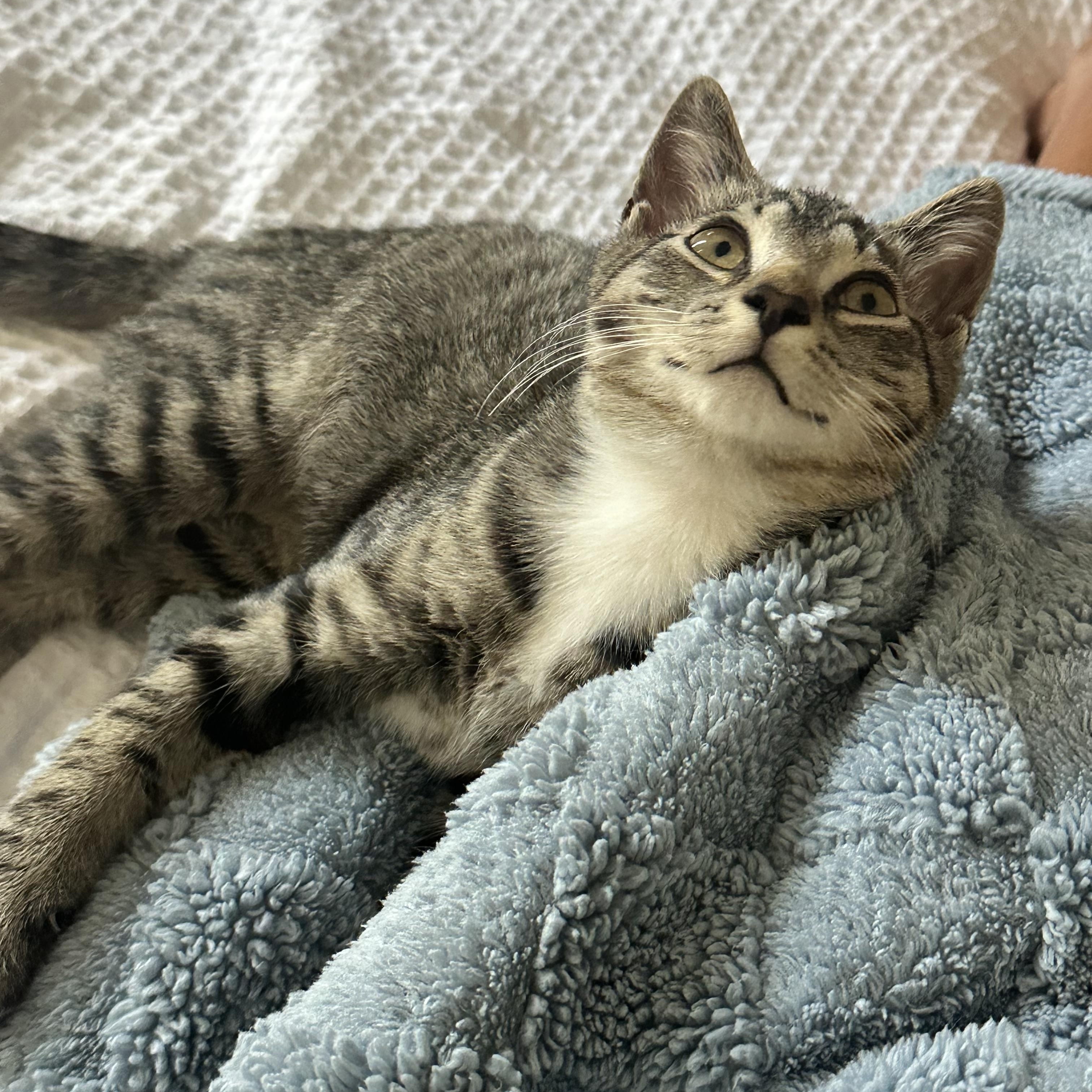 Zeus, ADOPTABLE, Kitten Male Tabby.