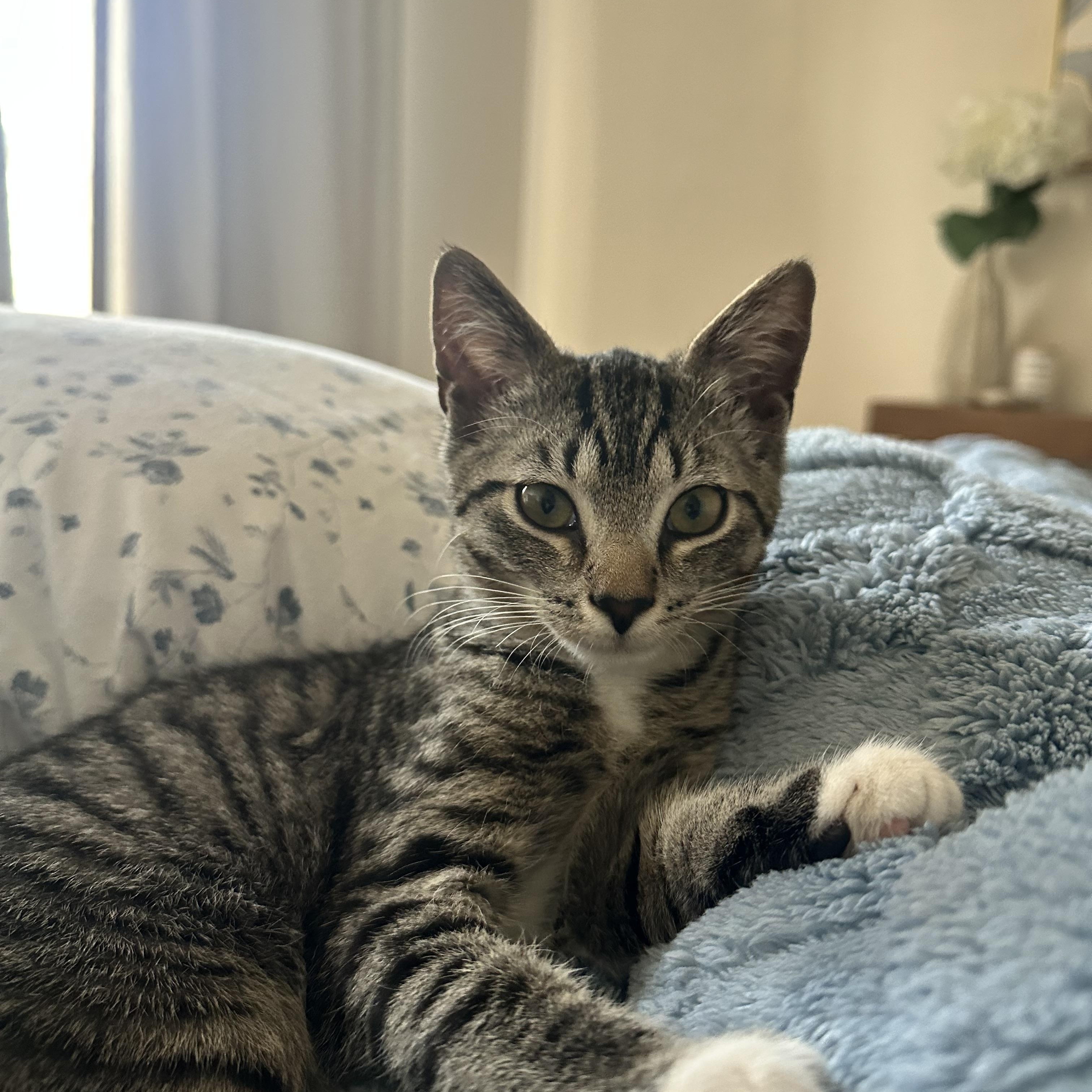 Zeus, a ADOPTABLE Tabby in Waxhaw, NC image 2/2