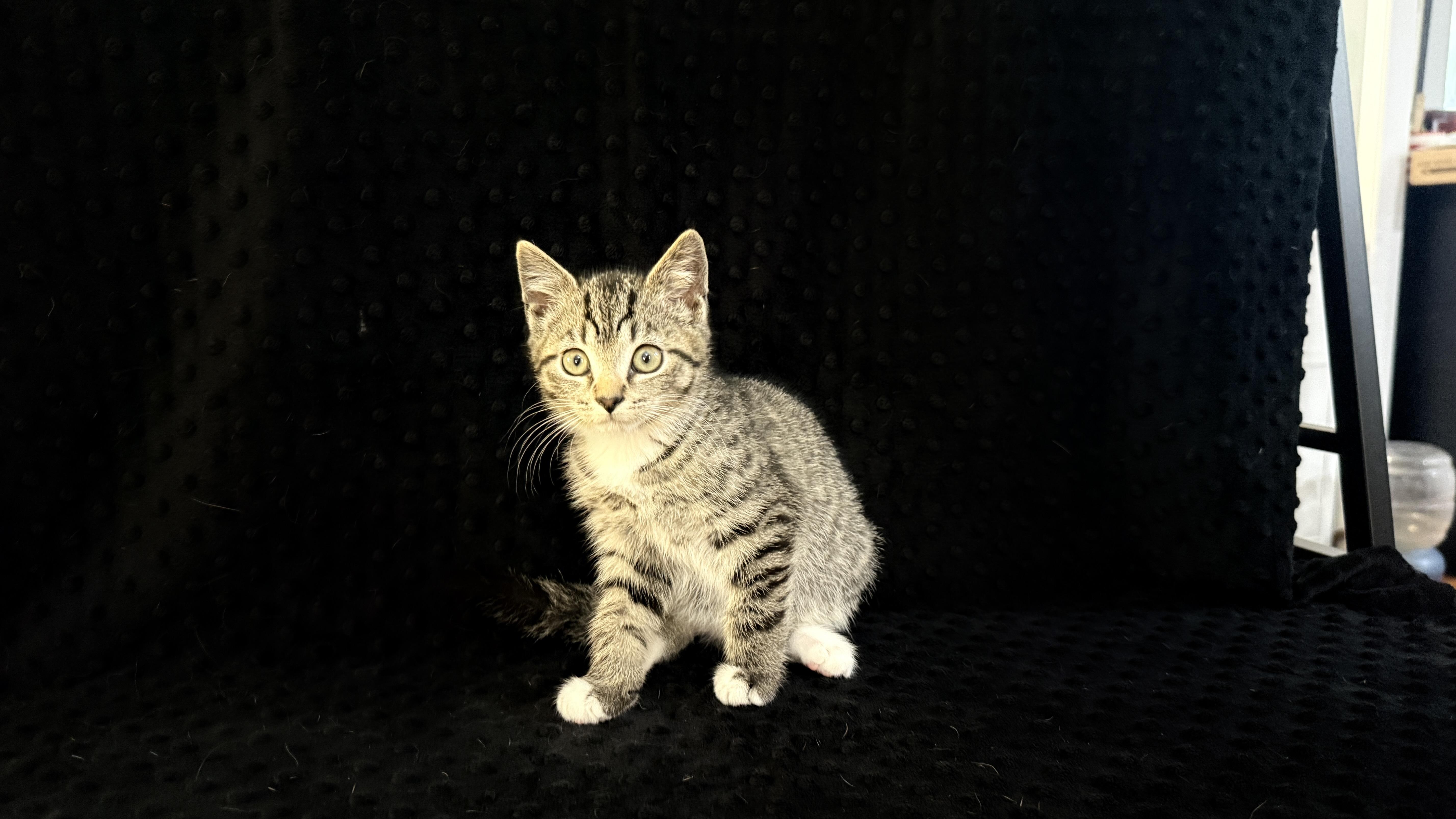 Zeus, a ADOPTABLE Domestic Short Hair in Waxhaw, NC image 4/4