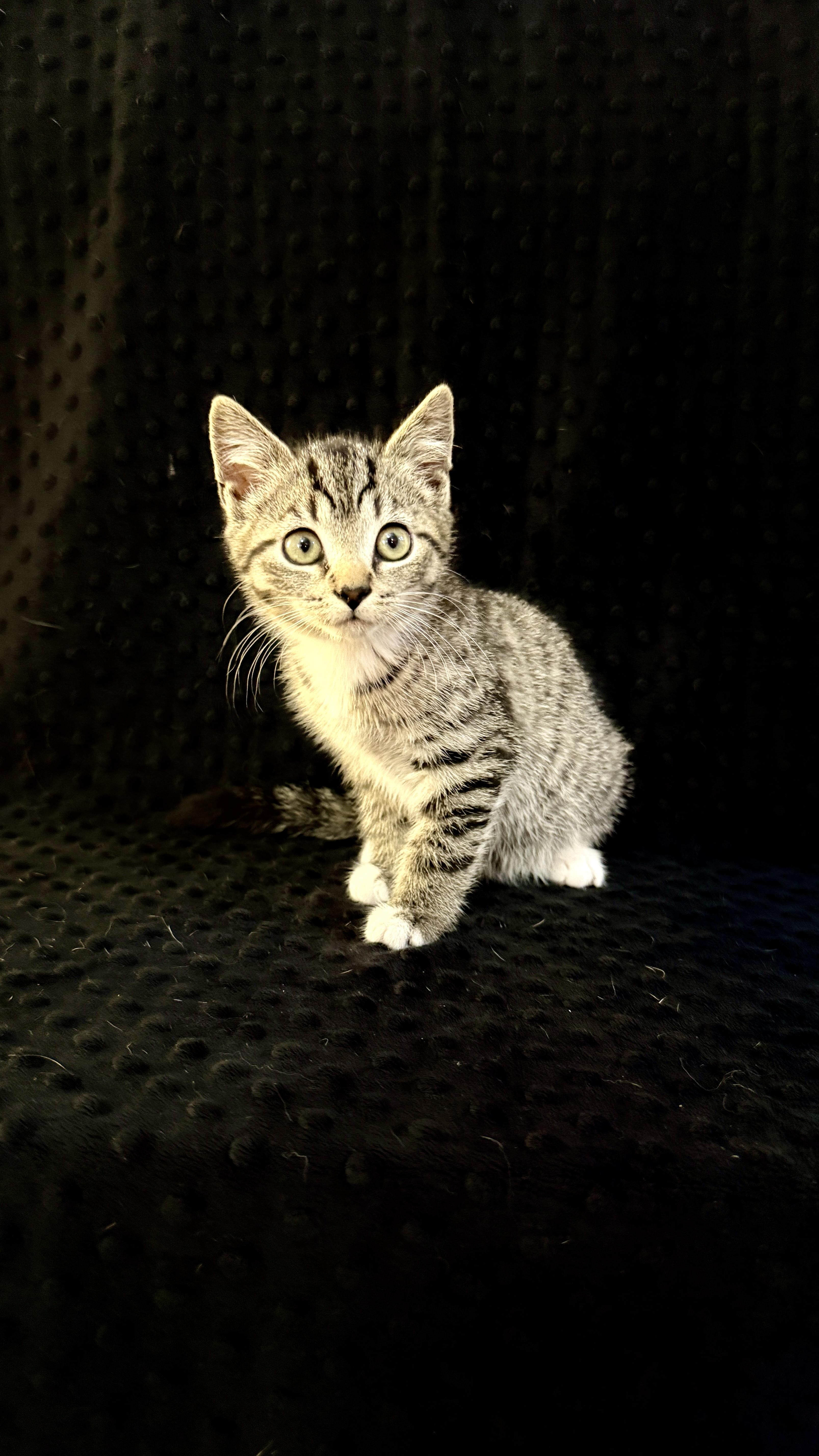 Zeus, a ADOPTABLE Domestic Short Hair in Waxhaw, NC image 2/4