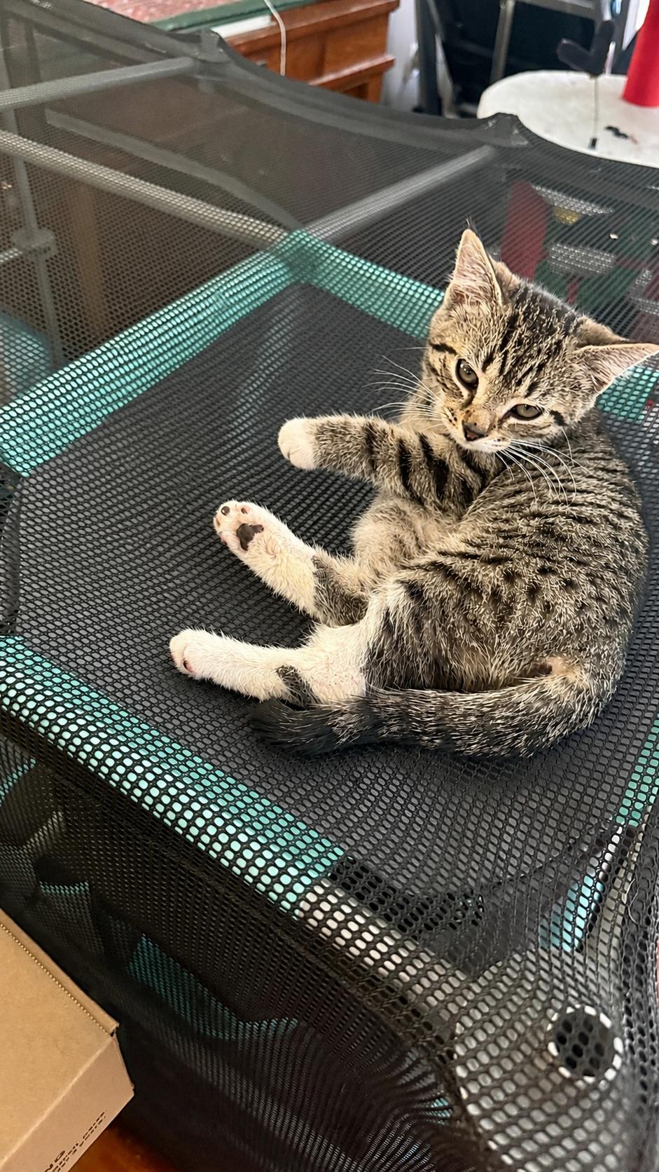 Zeus, a ADOPTABLE Domestic Short Hair in Waxhaw, NC image 3/4