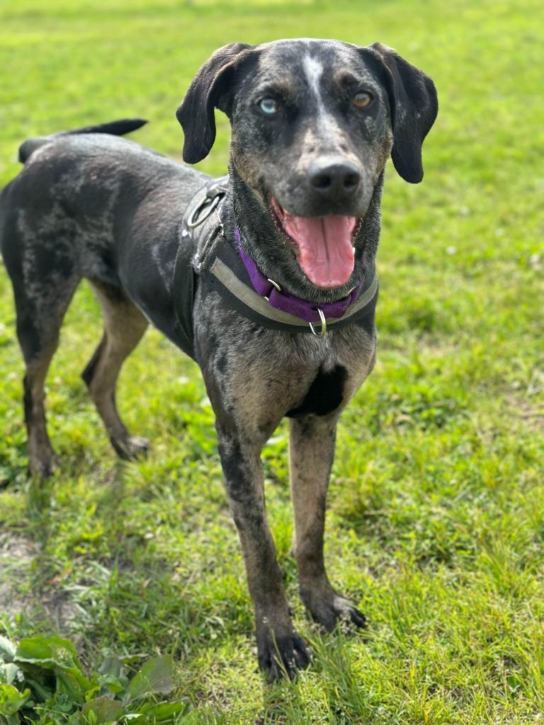 Bjork, Adoptable, Adult Female Catahoula Leopard Dog.
