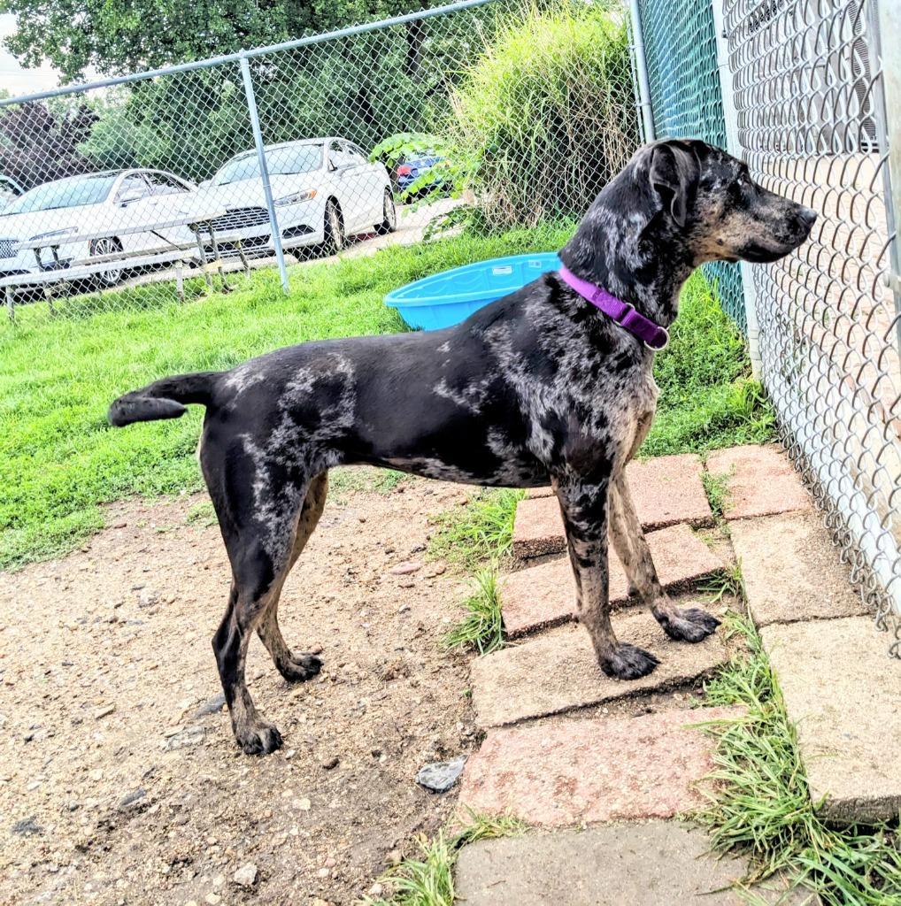 Bjork, a Adoptable Catahoula Leopard Dog in South Bend, IN image 2/4