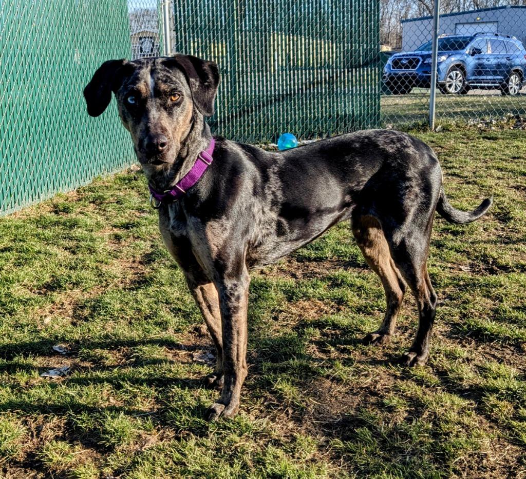 Bjork, a Adoptable Catahoula Leopard Dog in South Bend, IN image 3/4
