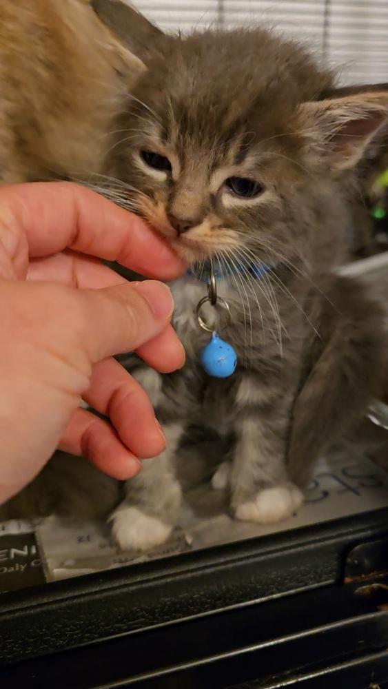 Vongole, Adopted, Kitten Male Maine Coon & Domestic Long Hair.