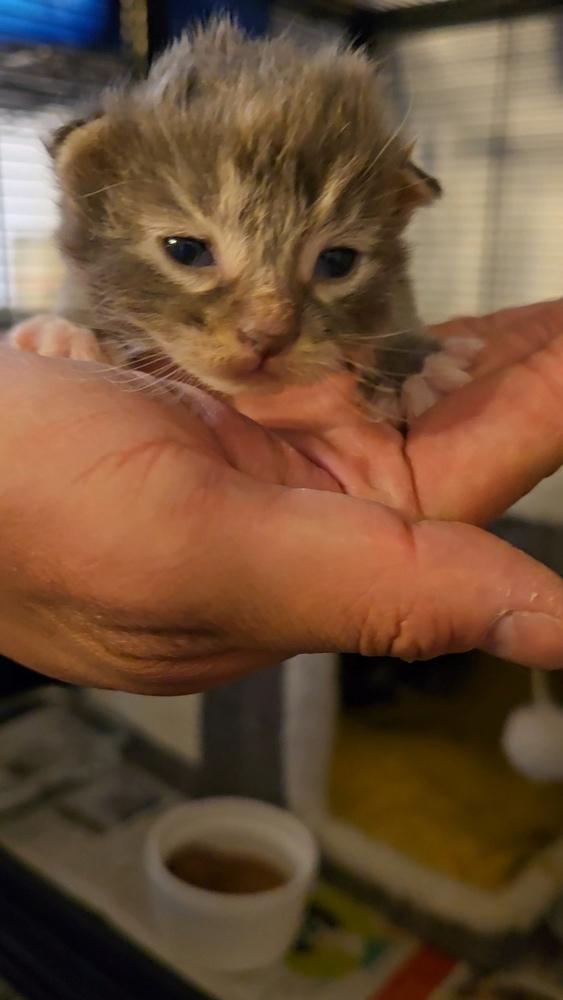 Vongole, a Adopted mixed breed in Pacifica, CA image 2/3