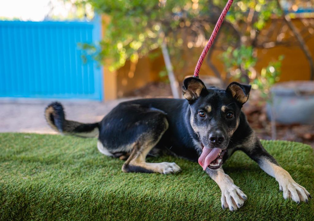 Jay, Adoptable, Puppy Male Shepherd & Manchester Terrier.