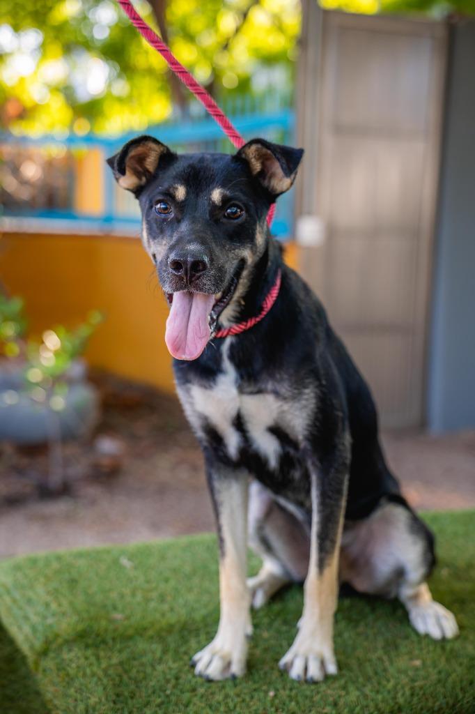 Enlarge Jay, a Adoptable mixed breed in Anacortes, WA image 2/6