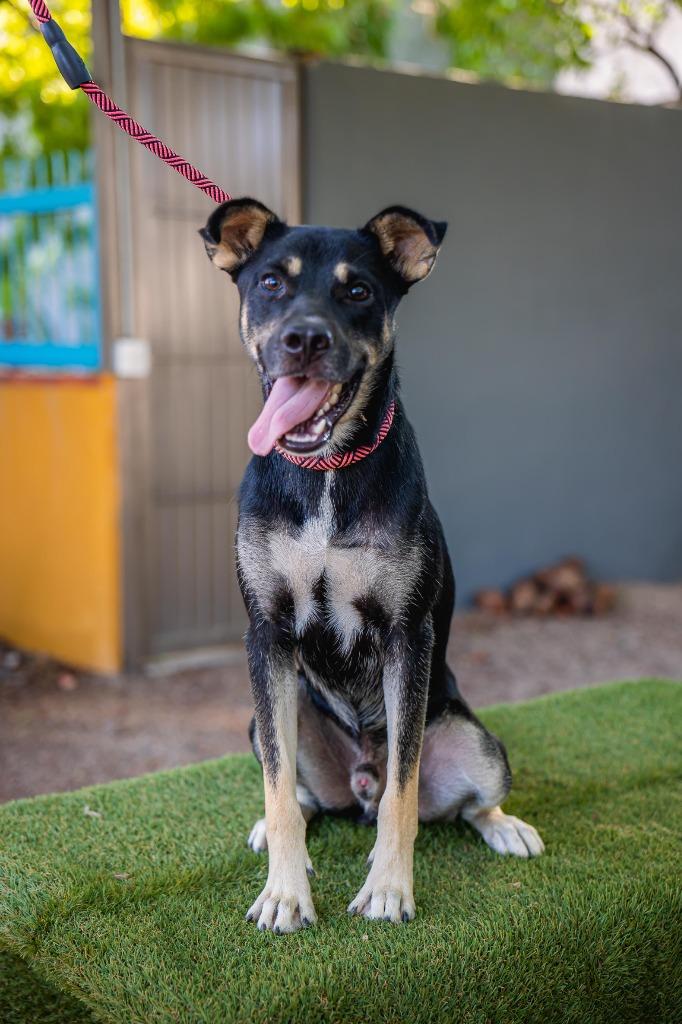 Enlarge Jay, a Adoptable mixed breed in Anacortes, WA image 3/6