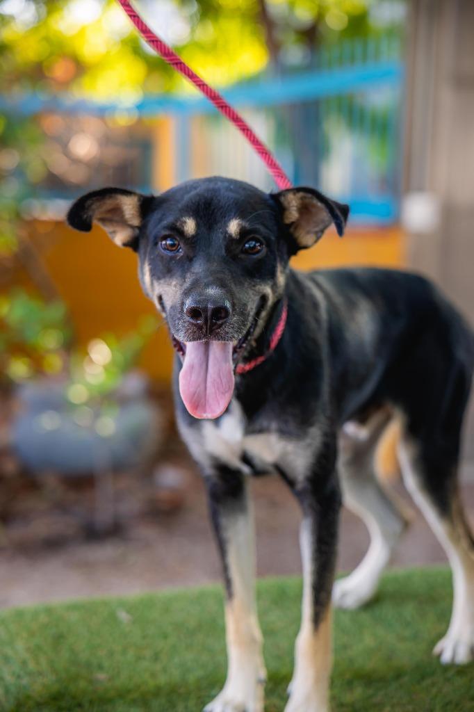 Enlarge Jay, a Adoptable mixed breed in Anacortes, WA image 4/6