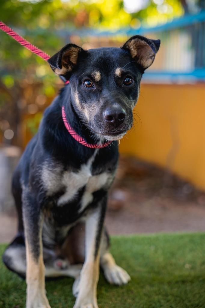 Enlarge Jay, a Adoptable mixed breed in Anacortes, WA image 5/6