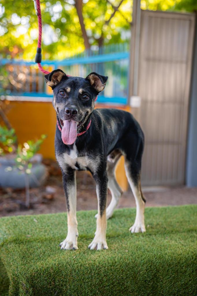Enlarge Jay, a Adoptable mixed breed in Anacortes, WA image 6/6