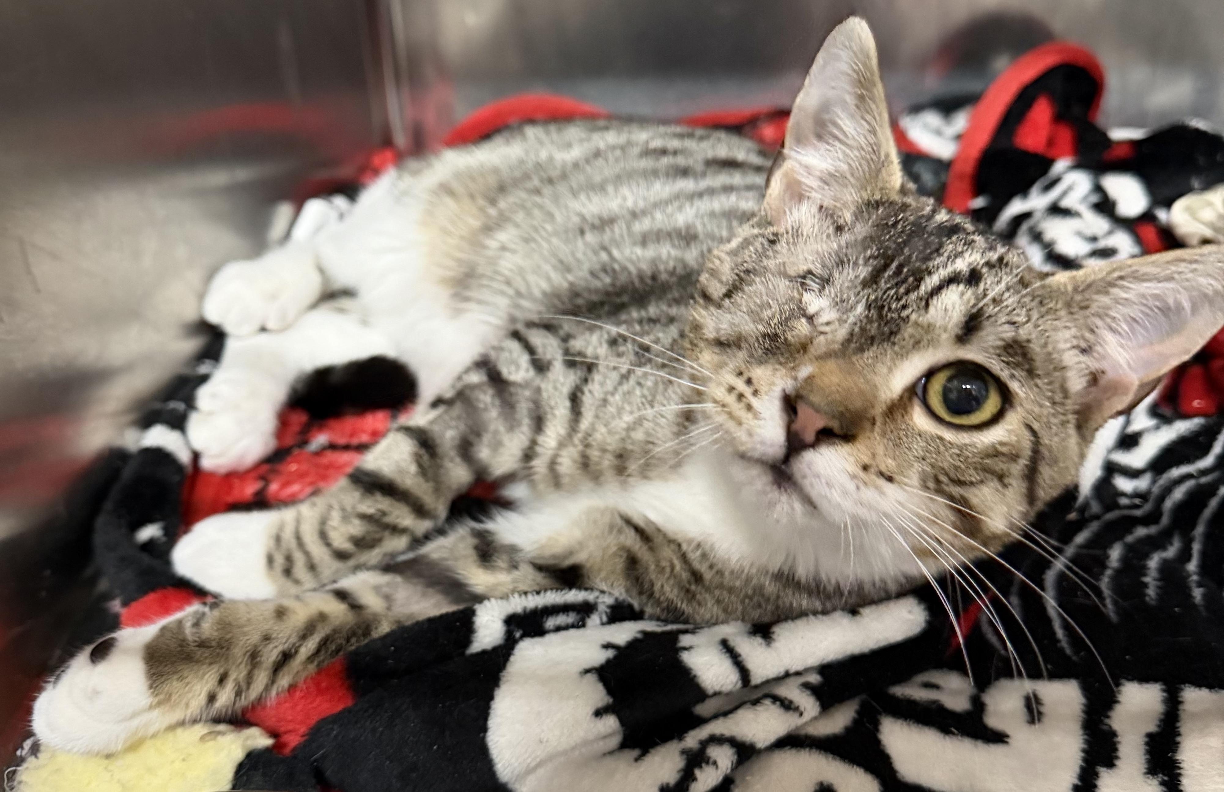 Enlarge Pip, an adopted mixed breed in Brooks, ME image 2/4