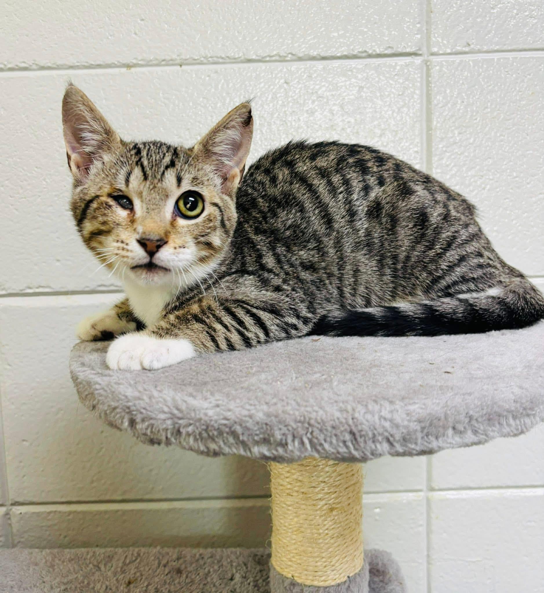 Enlarge Pip, an adopted mixed breed in Brooks, ME image 4/4