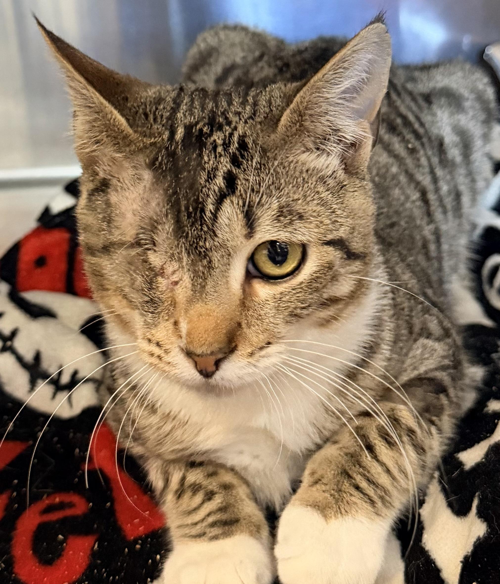 Enlarge Pip, an adopted mixed breed in Brooks, ME image 3/4