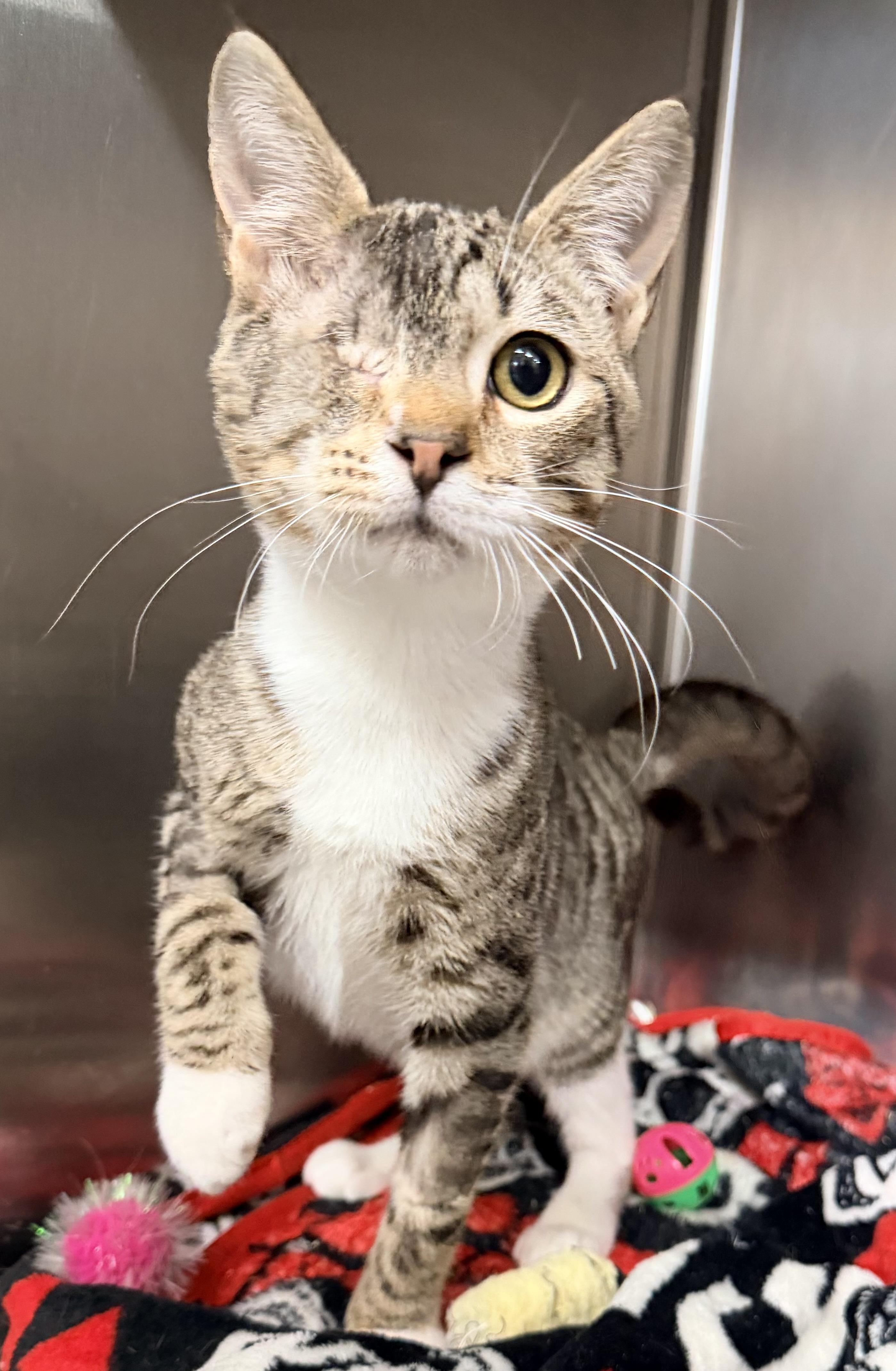 Enlarge Pip, an adopted mixed breed in Brooks, ME image 1/4