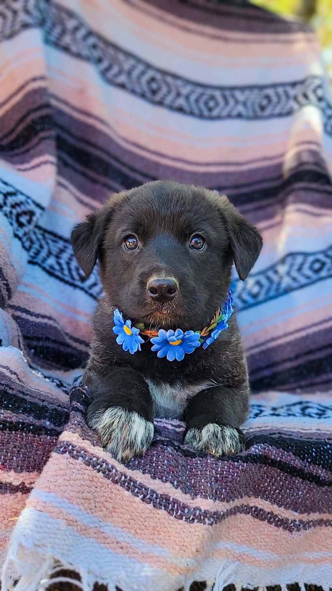 Enlarge Monarch, a ADOPTABLE mixed breed in Temecula, CA image 1/1
