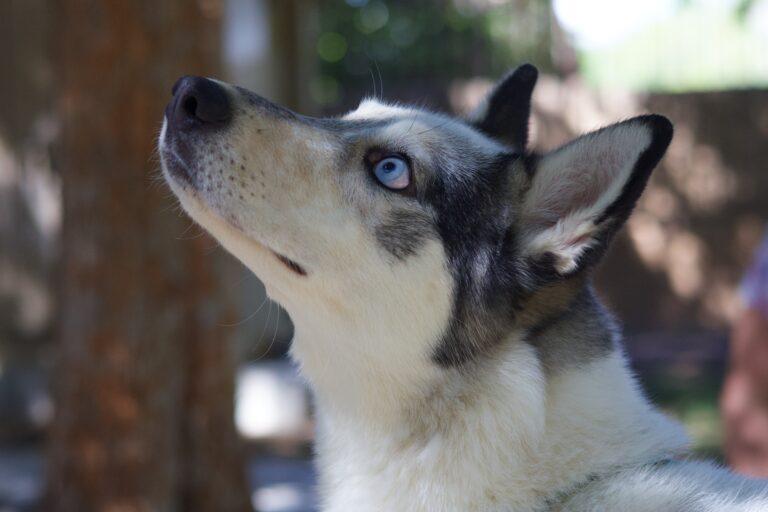 Calley, Adoptable, Young Female Siberian Husky.