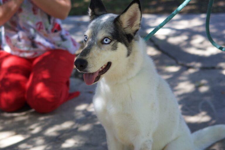 Enlarge Calley, a Adoptable Siberian Husky in Glendale, AZ image 2/5