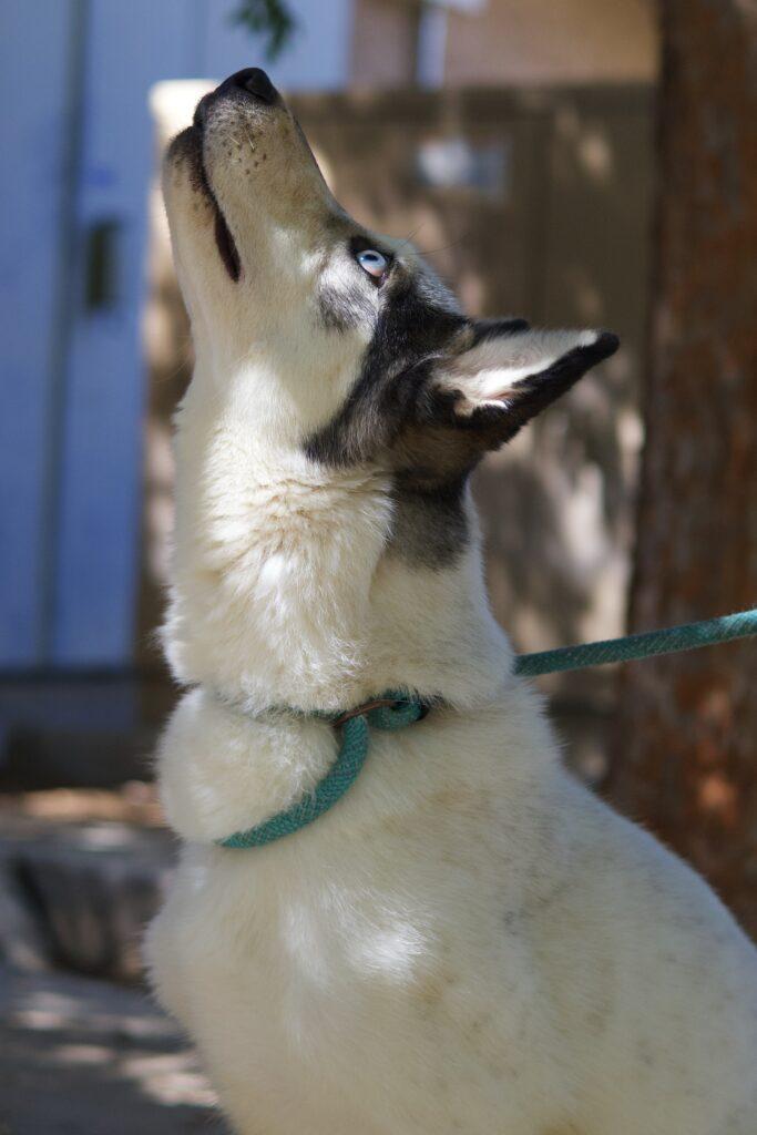 Enlarge Calley, a Adoptable Siberian Husky in Glendale, AZ image 3/5
