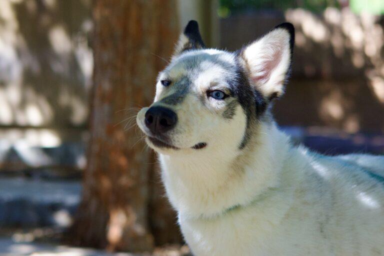 Enlarge Calley, a Adoptable Siberian Husky in Glendale, AZ image 4/5