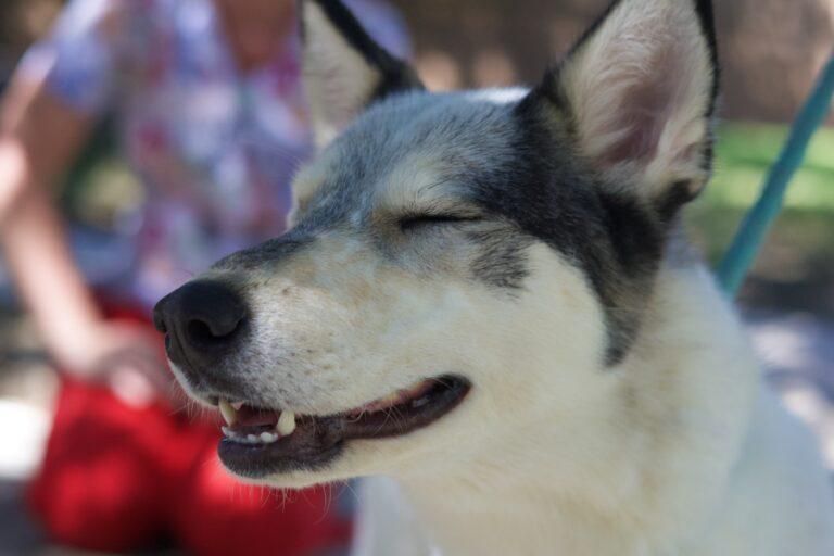 Enlarge Calley, a Adoptable Siberian Husky in Glendale, AZ image 5/5