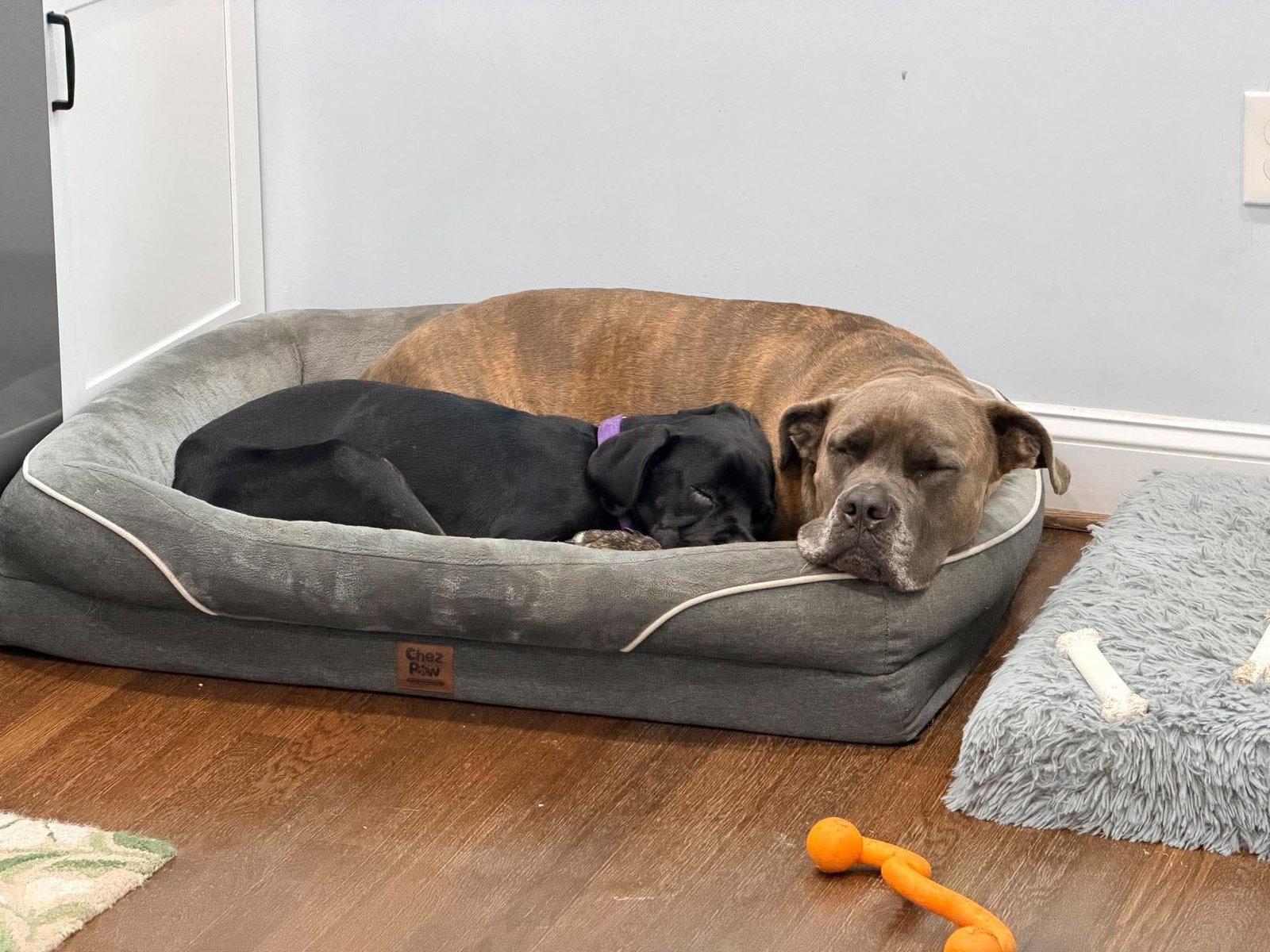 Enlarge Peppa, a Adoptable mixed breed in Rockville, MD image 1/3