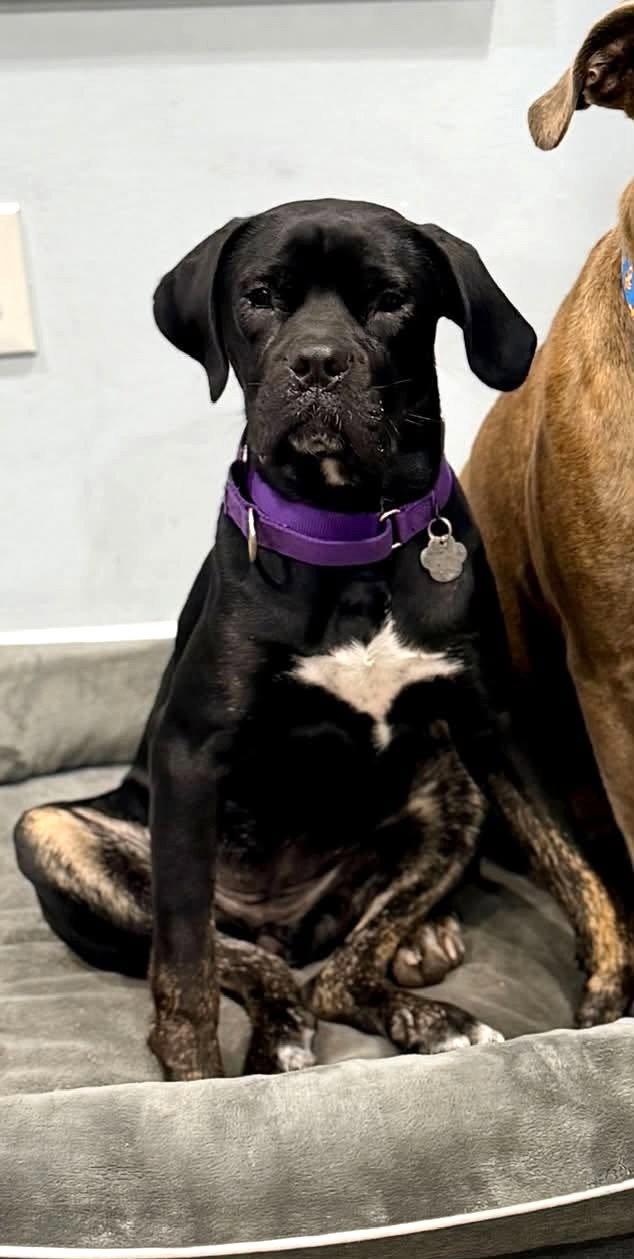Enlarge Peppa, a Adoptable mixed breed in Rockville, MD image 2/3