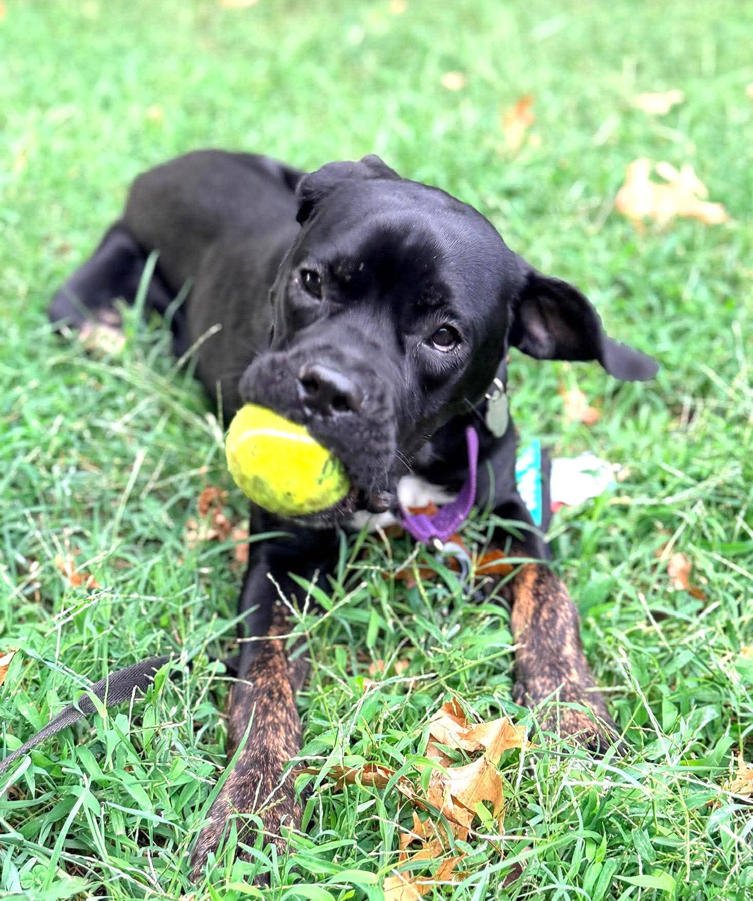 Enlarge Peppa, a Adoptable mixed breed in Rockville, MD image 3/3